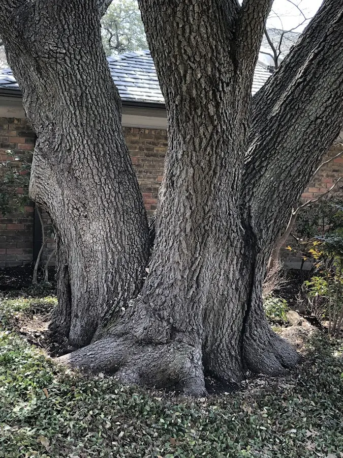 Mature heritage tree close to a Lancaster property cared for by certified arborists